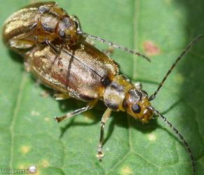 Viburnum Beetle