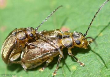 image for Viburnum Beetle