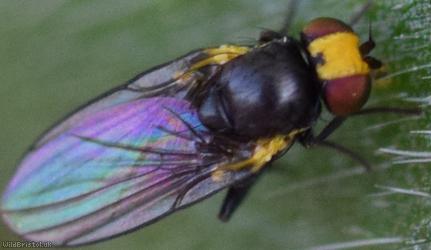 image for Agromyzidae Unidentified 1