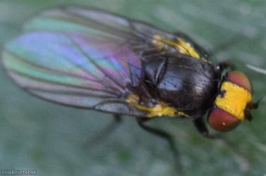 Agromyzidae Unidentified 1