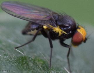 Agromyzidae Unidentified 1