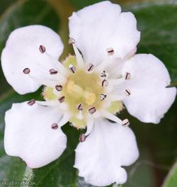 image for Round-leaved Cotoneaster
