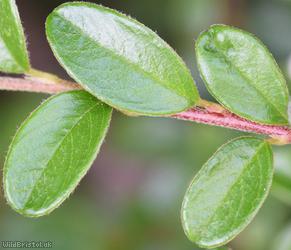 Round-leaved Cotoneaster