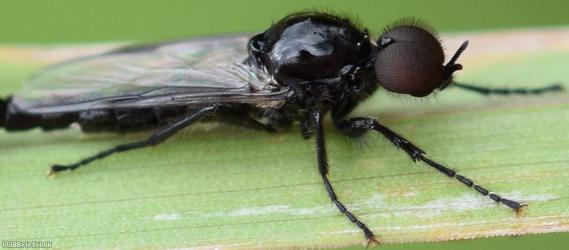 Common Fever Fly