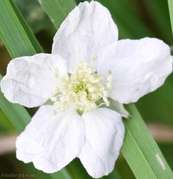 Mendip Tubercled Bramble?