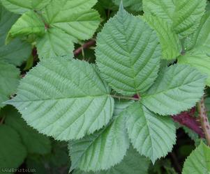 image for Mendip Tubercled Bramble?