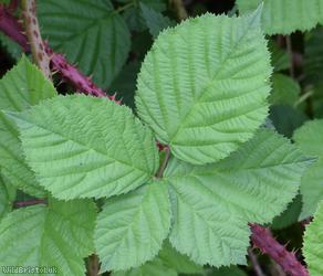 Mendip Tubercled Bramble?