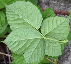 Mendip Tubercled Bramble?