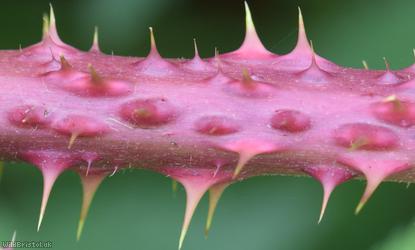 Mendip Tubercled Bramble?