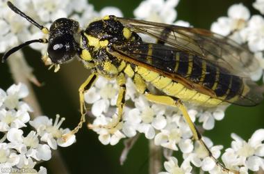 Common Clover-sawfly