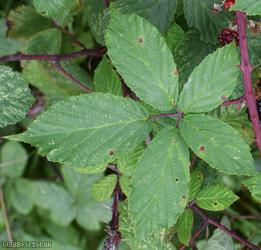 image for Rubus ulmifolius x R. glaerosus