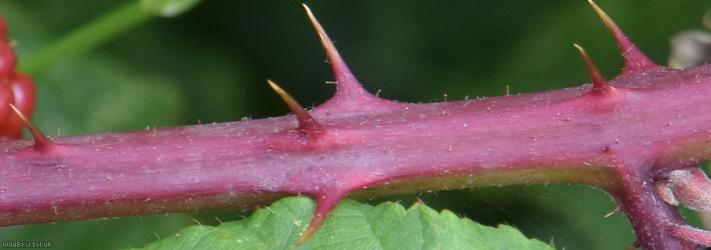 Rubus ulmifolius x R. glareosus