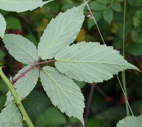 Rubus ulmifolius x R. glareosus
