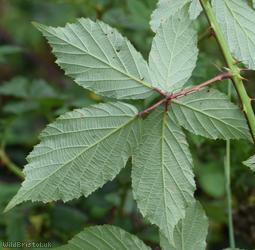 Rubus ulmifolius x R. glareosus