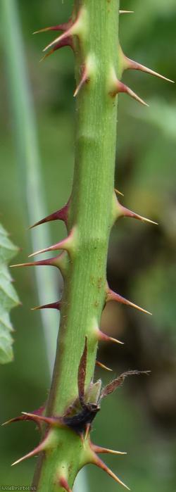 Rubus ulmifolius x R. glareosus