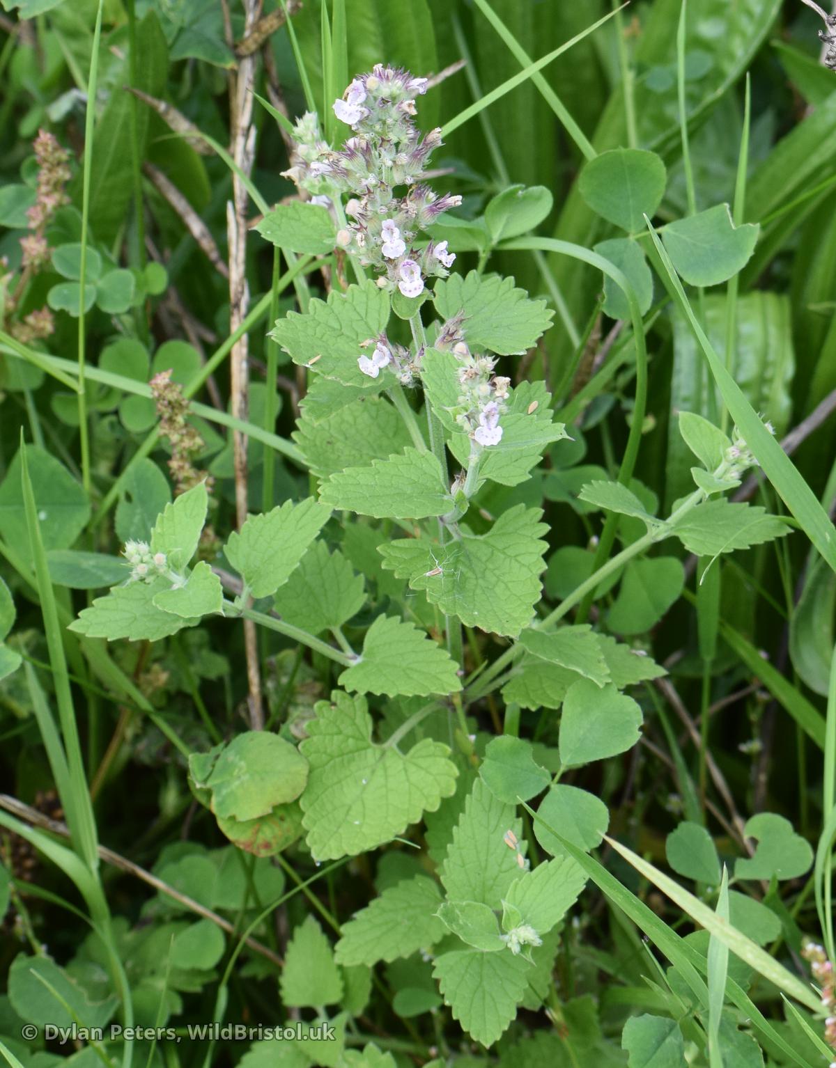 Cat-mint (Nepeta cataria) this species was long considered extinct in Bristol having last been recorded in 1907. After 116 years, 8 plants appeared on Horfield Common on the corner of Kellaway Crescent, following major disturbance made by roadworks.