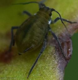 Water-lily Aphid
