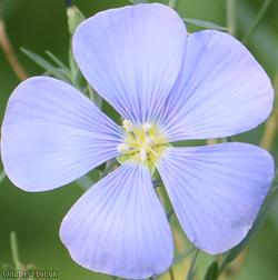 image for Perennial Flax