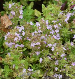 Large Thyme