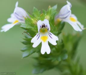 image for Common Eyebright