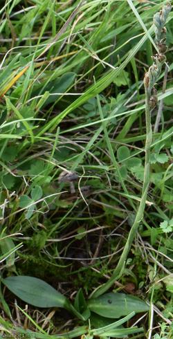 Autumn Lady's-tresses