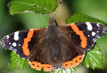 image for Red Admiral