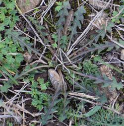 image for Cornish Dandelion