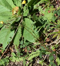 Hawkweed Oxtongue