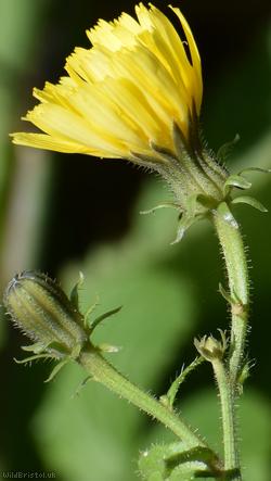 Hawkweed Oxtongue