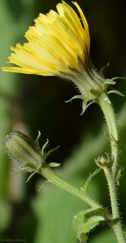 Hawkweed Oxtongue