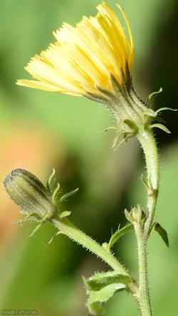 Hawkweed Oxtongue
