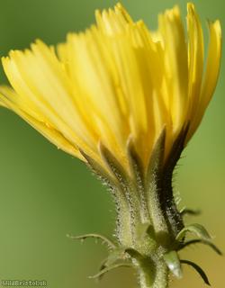 Hawkweed Oxtongue