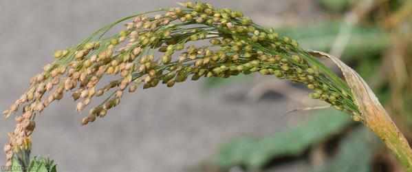 image for Common Millet
