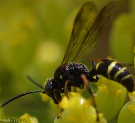 Four-banded Hopper Wasp