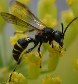 image for Four-banded Hopper Wasp