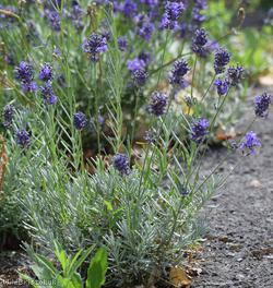 Garden Lavender