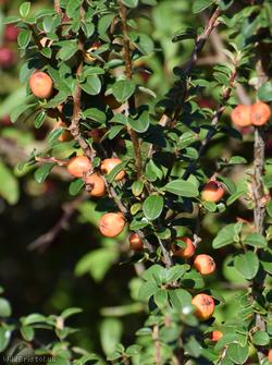 image for Sherriff's Cotoneaster