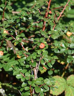 Sherriff's Cotoneaster