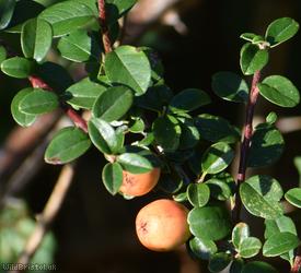 Sherriff's Cotoneaster