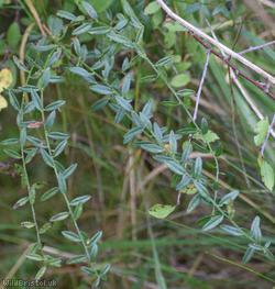 Dyer's Greenweed
