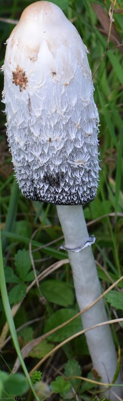 image for Shaggy Inkcap