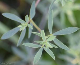 Narrow-leaved Bird's-foot Trefoil
