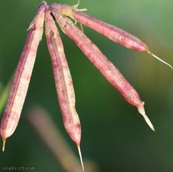 Narrow-leaved Bird's-foot Trefoil