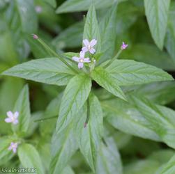 Short-fruited Willowherb