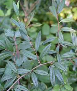 Willow-leaved Cotoneaster