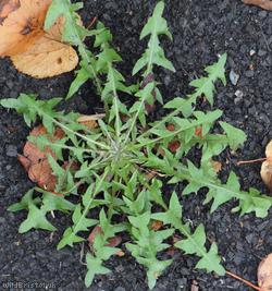 Tongue-lobed Dandelion