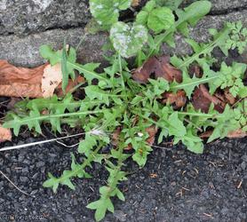 Tongue-lobed Dandelion