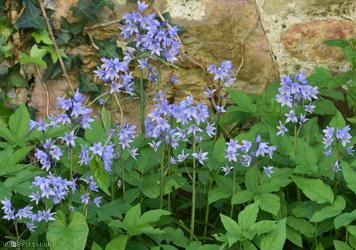 Spanish Bluebell