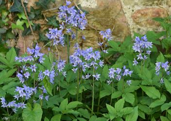 Spanish Bluebell