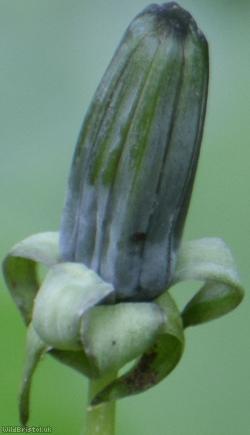 Obtuse-leaved Dandelion